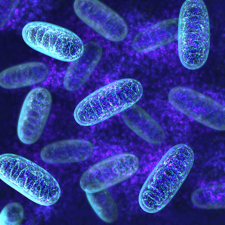 Diagram representing mitochondria coloured blue