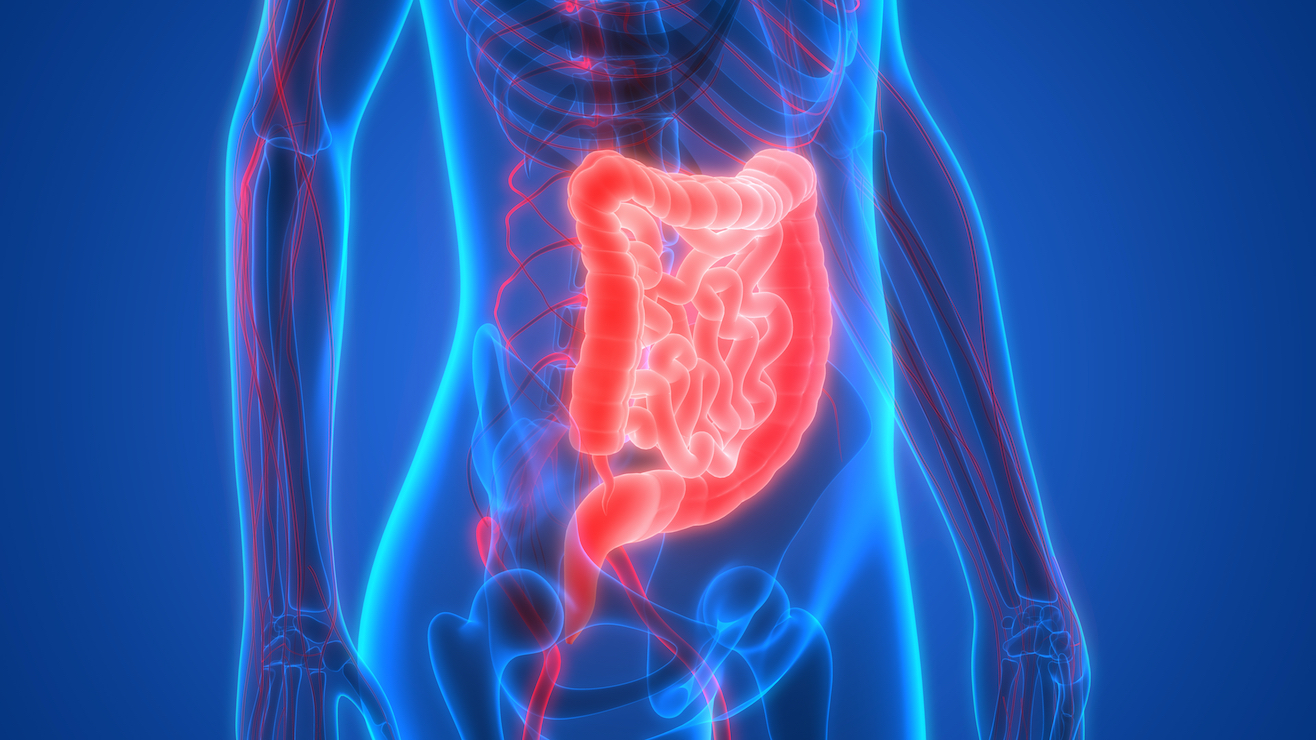 Illustration of human large and small intestine in translucent figure Illustration of human large and small intestine in translucent figure