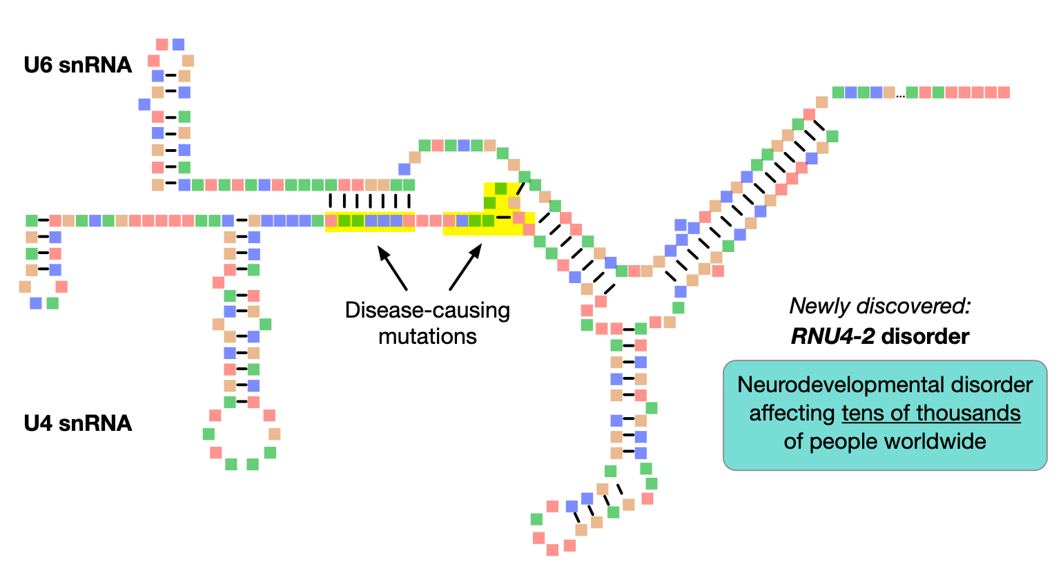 Genetic cause of intellectual disability affecting tens of thousands 