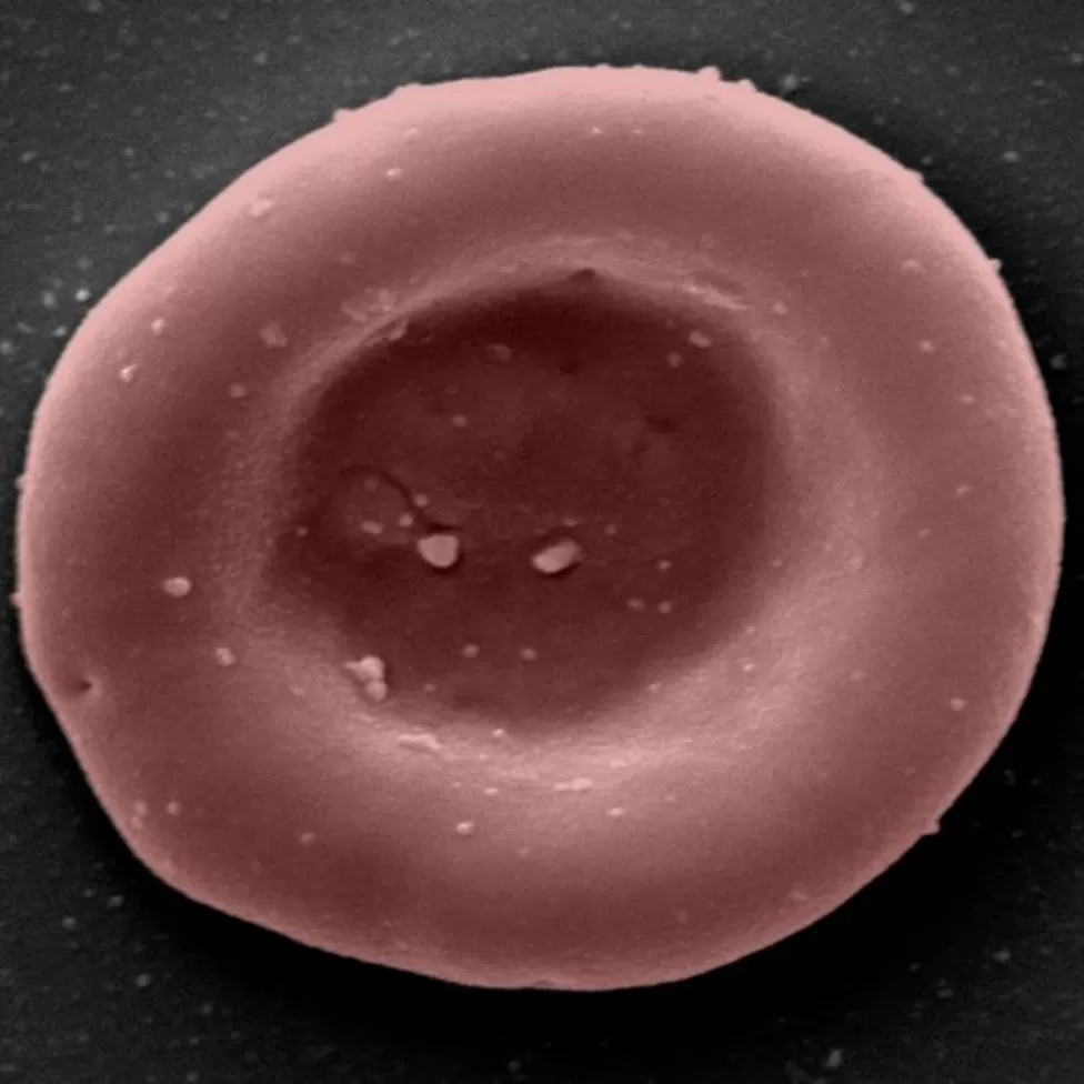 Red blood cell