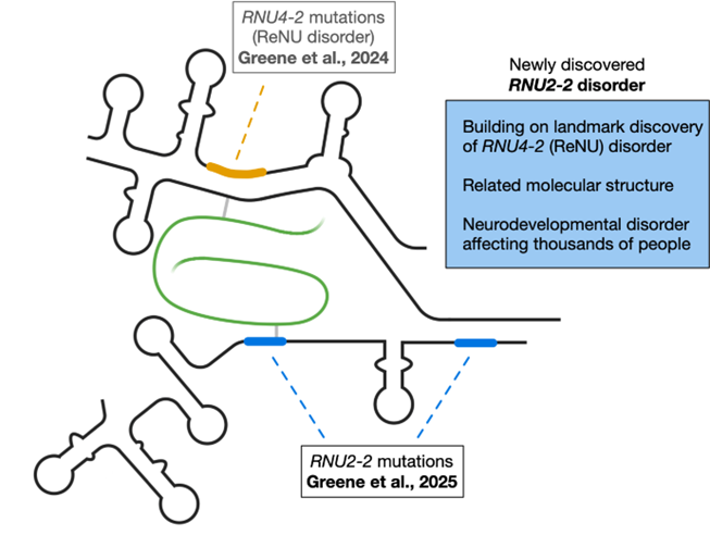 Mutations (blue) in U2 snRNA cause a neurodevelopmental disorder about one-fifth as common as the RNU4-2/ReNU disorder, which is linked to mutations (orange) in U4 snRNA. snRNAs are shown in black, pre-mRNA in green, and gray lines show how different snRNAs interact with pre-mRNA during gene splicing. Greene et al, Nature Genetics 2025.