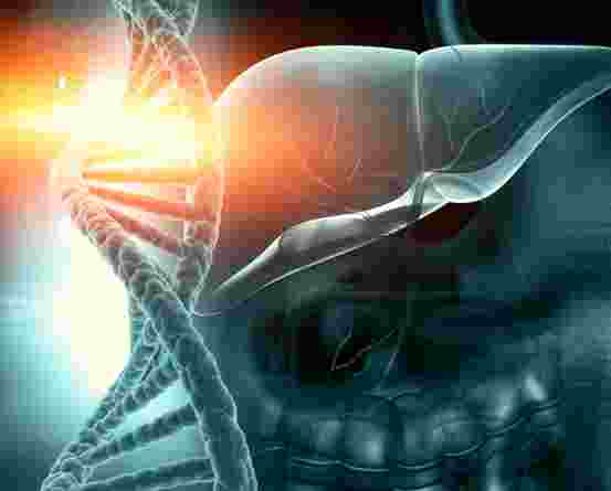 Graphic showing liver and enlarged DNA helix to illustrate genetics and liver disease