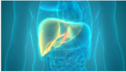 Liver is highlighted in translucent representation of human torso